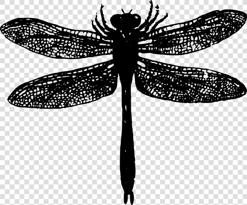 Basic Bug Dragonfly Free Picture   Dragonfly Silhouette Png  Transparent PngTransparent PNG