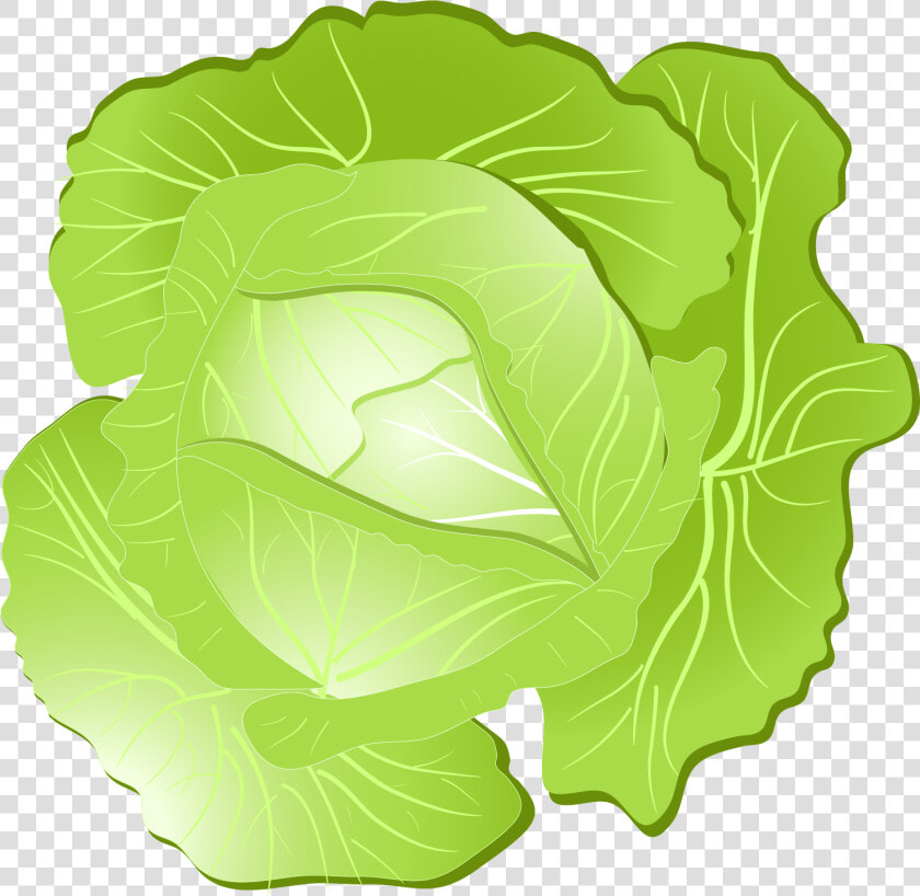 Collard Greens  HD Png DownloadTransparent PNG