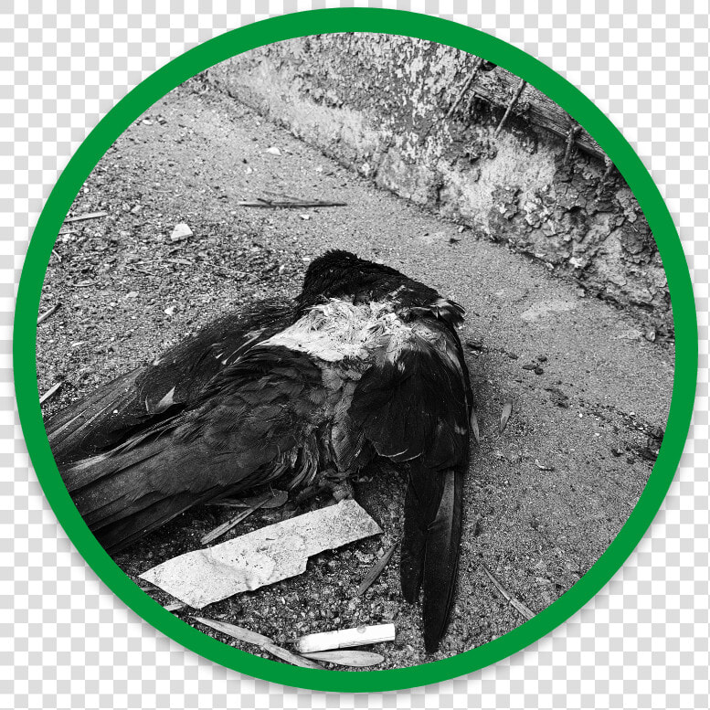 Get Rid Of Dead Wildlife   American Crow  HD Png DownloadTransparent PNG