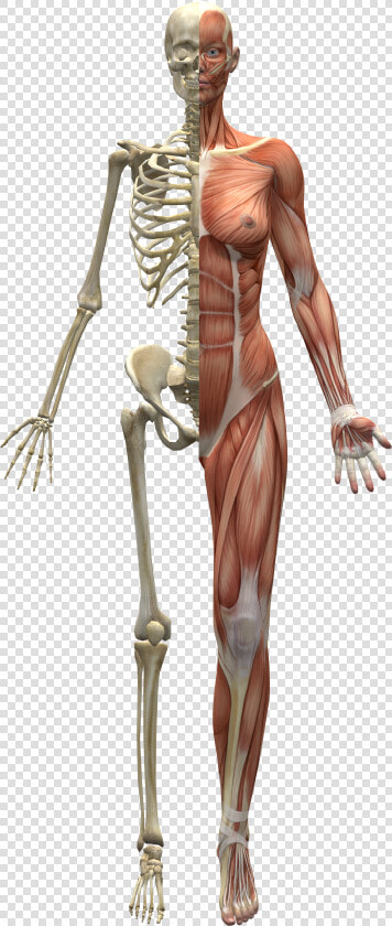 Skeleton And Muscles  HD Png DownloadTransparent PNG