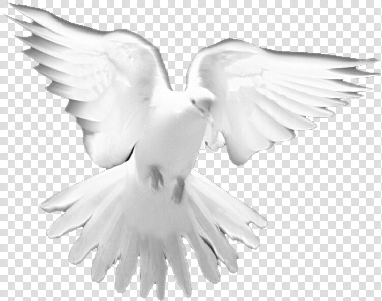 Holy Spirit Dove Png   Holy Spirit White Doves  Transparent PngTransparent PNG