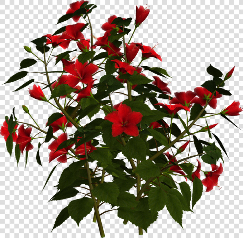 Photo Greeting Card8f   Hibiscus Shrub Png  Transparent PngTransparent PNG