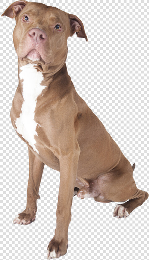 Pit Bull Png   Pitbull Dog White Background  Transparent PngTransparent PNG