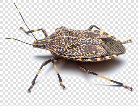 Stink Bug Png Free Download  Transparent PngTransparent PNG