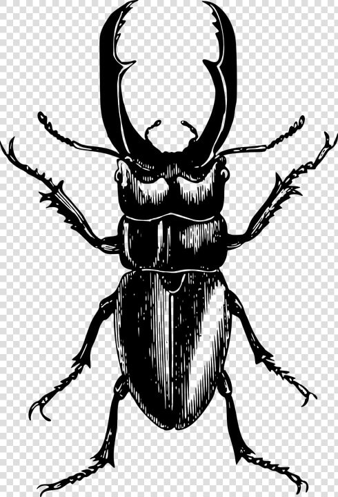 Ladybird Outline 25  Buy Clip Art   Beetle Drawing  HD Png DownloadTransparent PNG