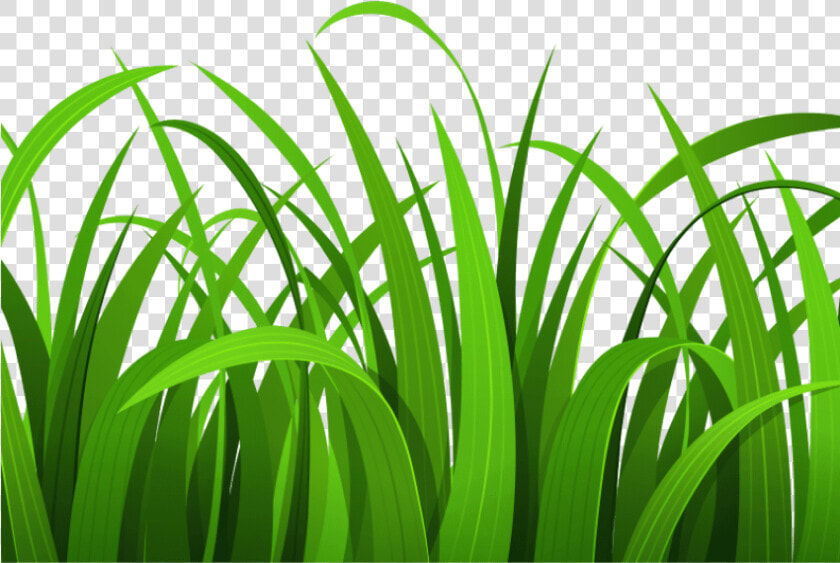 Best Grass Clipart   Grass Clipart  HD Png DownloadTransparent PNG