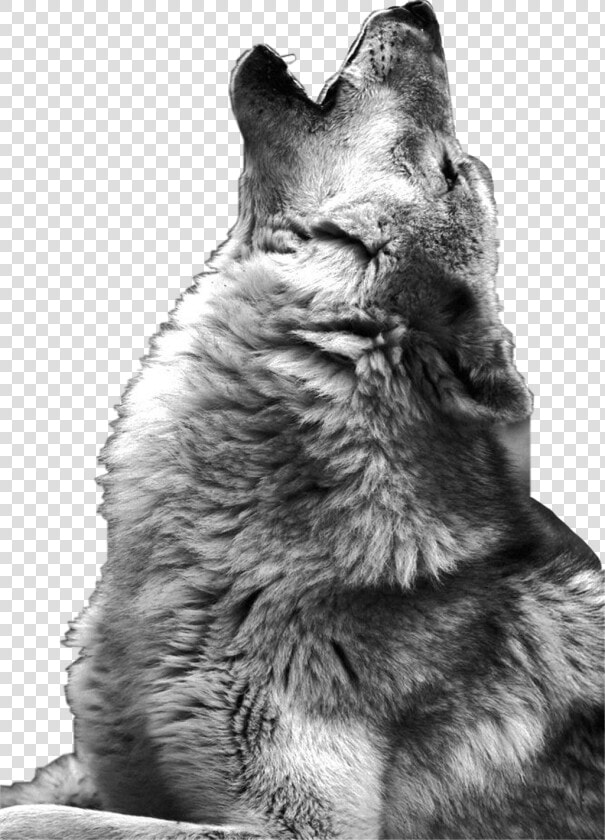 Wolf Howling Photography   Png Download   Howling Wolf  Transparent PngTransparent PNG