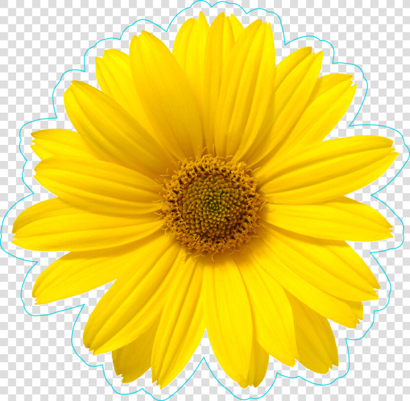 Pretty Yellow Daisy Flower Sticker   White Background One Flower  HD Png DownloadTransparent PNG