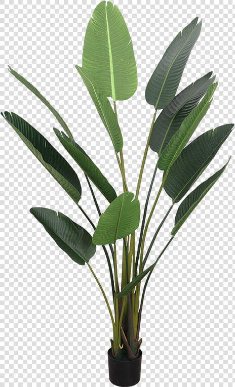 Simulation Traveler Banana Plant Landing Bird Of Paradise   Plants  HD Png DownloadTransparent PNG