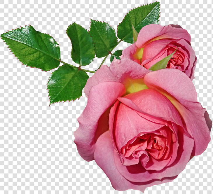 Roses  Flowers  Leaves  Plant  Garden  Nature   Gambar Bunga Dan Daun  HD Png DownloadTransparent PNG