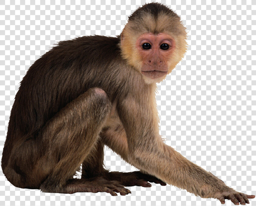 Capuchin Monkey Desktop Wallpaper   Monkey Png  Transparent PngTransparent PNG