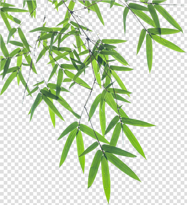 Bamboo Leaf Euclidean Vector   Transparent Background Bamboo Leaves Png  Png DownloadTransparent PNG