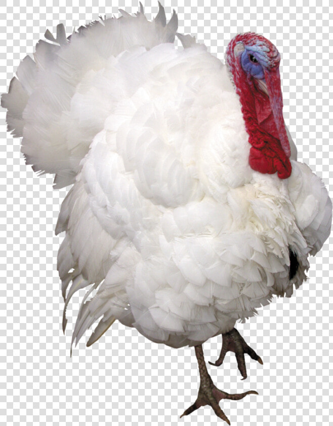 Turkey Background Bird Transparent   Turkey Transparent Background  HD Png DownloadTransparent PNG