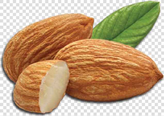 Almond Png Transparent Images   Almonds Transparent Background  Png DownloadTransparent PNG