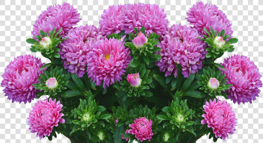 Asters 2665289   Aster Flowers Png  Transparent PngTransparent PNG