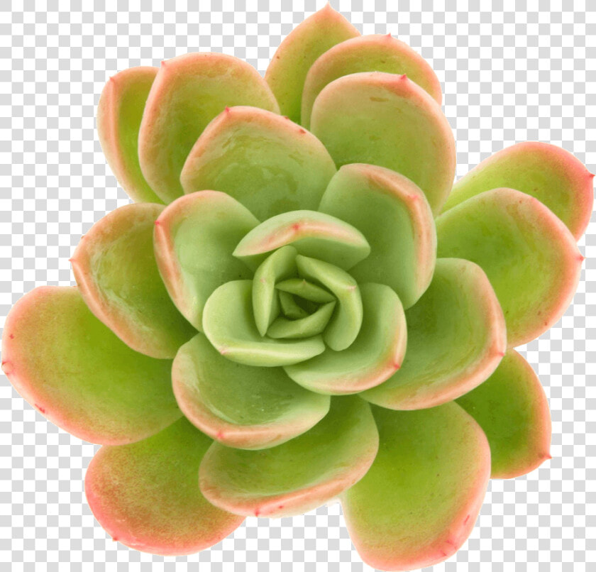 Succulents Png  Transparent PngTransparent PNG