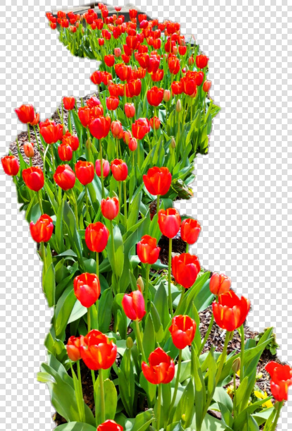  red tulips   Sprenger  39 s Tulip  HD Png DownloadTransparent PNG