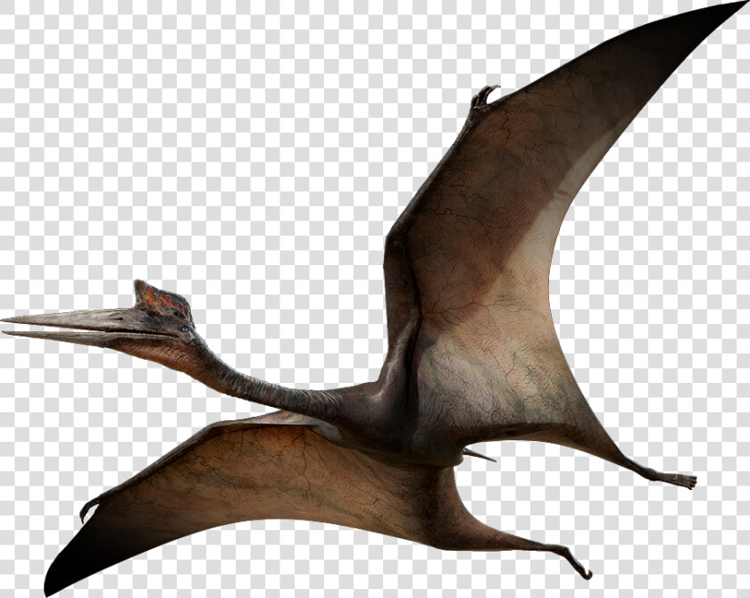 Azhdarchidpromo   Pterodactyl Png  Transparent PngTransparent PNG