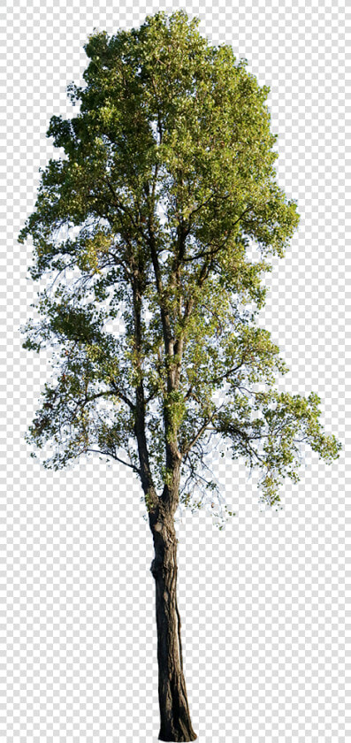 Populus Nigra Tree Png  Transparent PngTransparent PNG