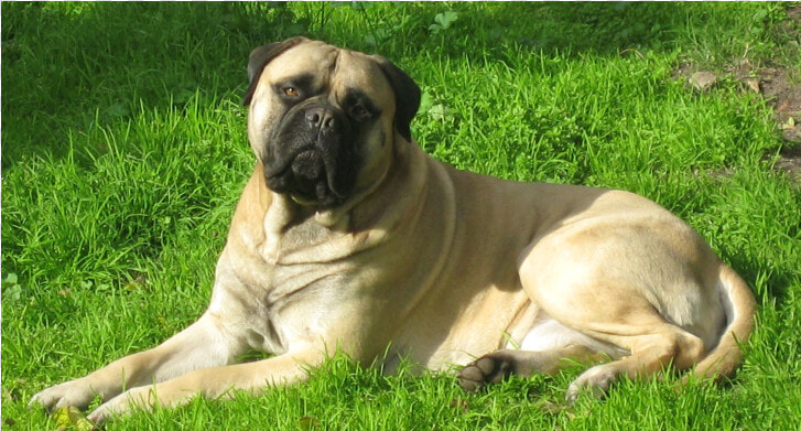 Slide   English Mastiff  HD Png DownloadTransparent PNG