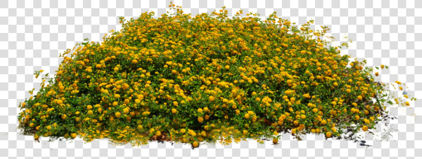 Transparent Bushes Clipart   Png Images Of Plants  Png DownloadTransparent PNG