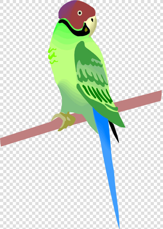 Free Parrot And Macaw Clipart   Clip Art  HD Png DownloadTransparent PNG