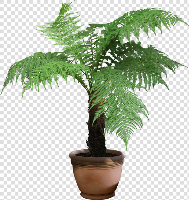 Rhapis Excelsa Houseplant Tree   House Plant Transparent Background  HD Png DownloadTransparent PNG