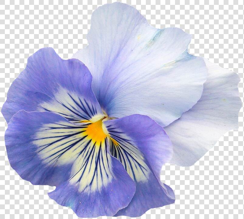 Pansy  Blue  Purple  Blossom  Bloom  Flower  Spring   Viola Flower Transparent Background  HD Png DownloadTransparent PNG