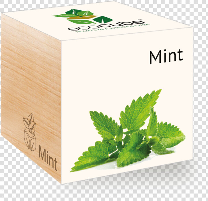 Transparent Spearmint Png   Mentol Hoja Png  Png DownloadTransparent PNG