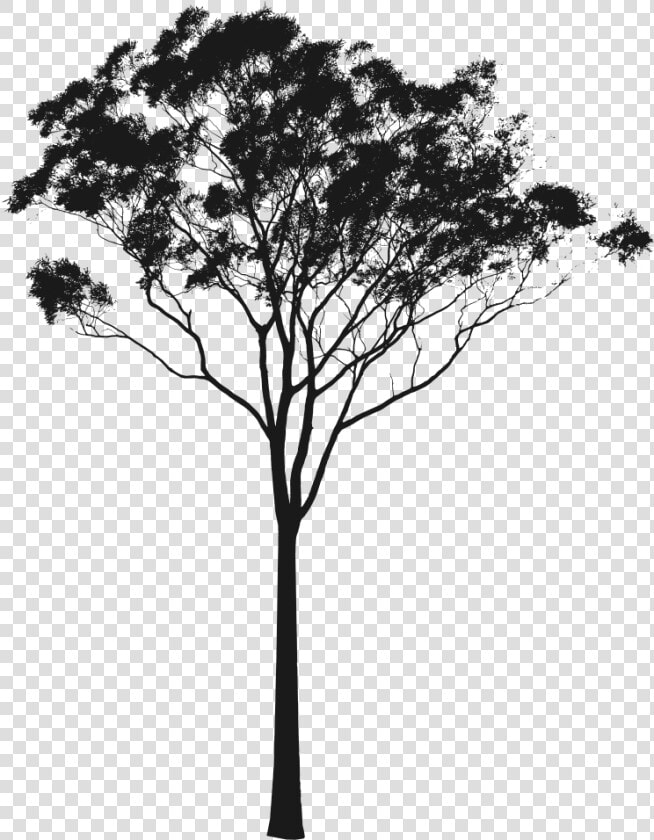 Tree Clipart Cross Section   Gum Tree Silhouette Png  Transparent PngTransparent PNG