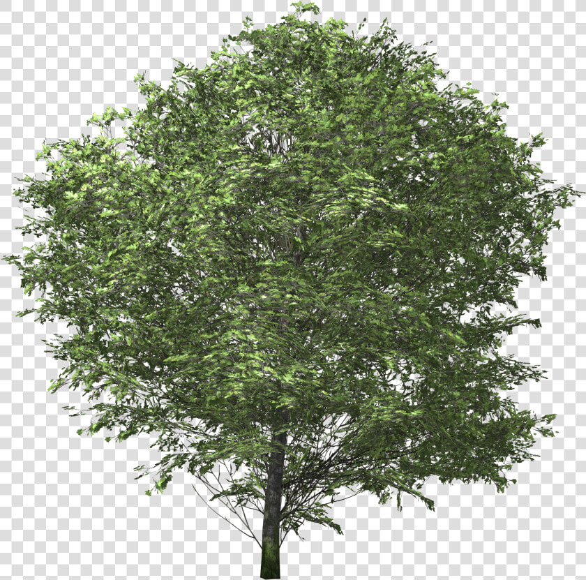  ​img    Tree No Back Ground  HD Png DownloadTransparent PNG