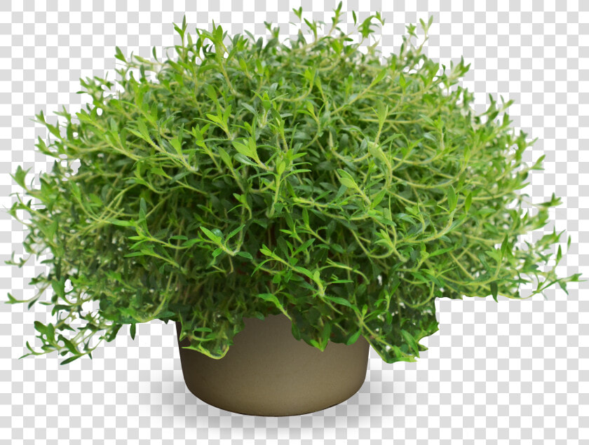 Evergreen Shrub Png  Transparent PngTransparent PNG