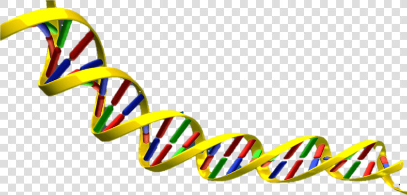 Dna Double Helix Png Transparent Png   Png Download   Dna Double Helix No Background  Png DownloadTransparent PNG