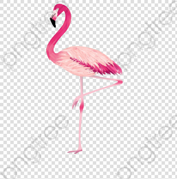 Flamingo Png Cool Category   Greater Flamingo  Transparent PngTransparent PNG