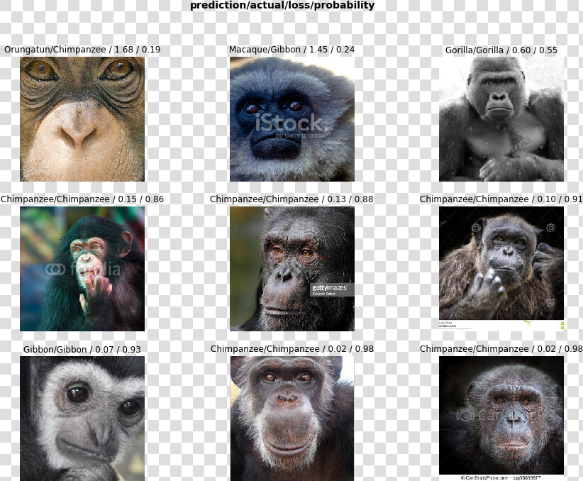 Monkey Dataset  HD Png DownloadTransparent PNG