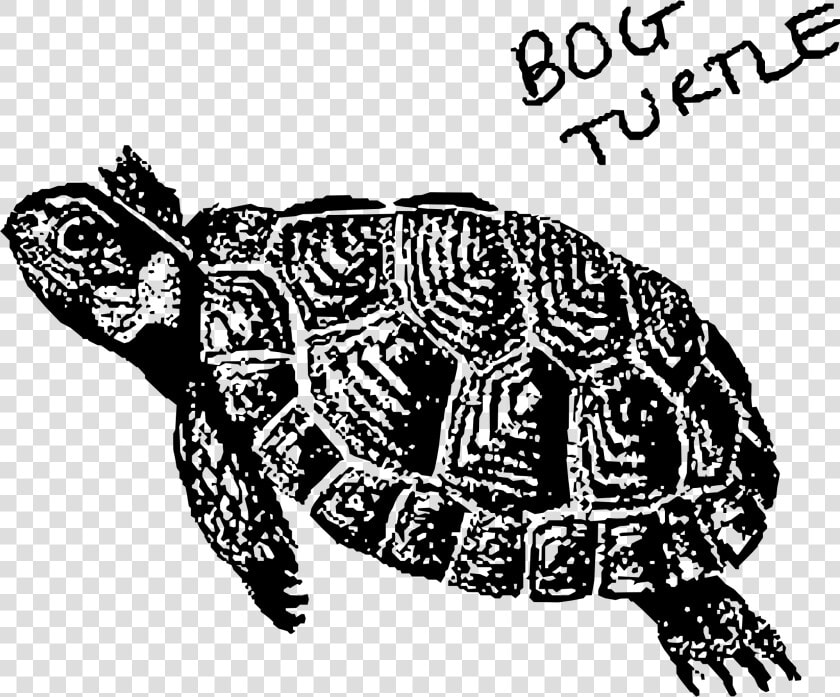 Bog Turtle Clip Arts   Black And White Bog Turtle  HD Png DownloadTransparent PNG