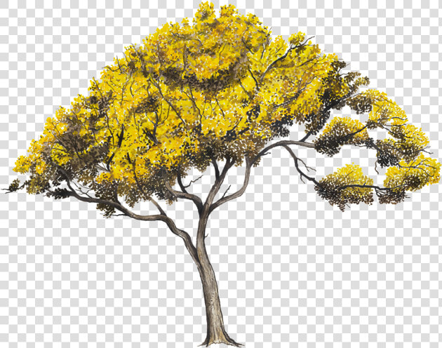 Arboles Png  Transparent PngTransparent PNG