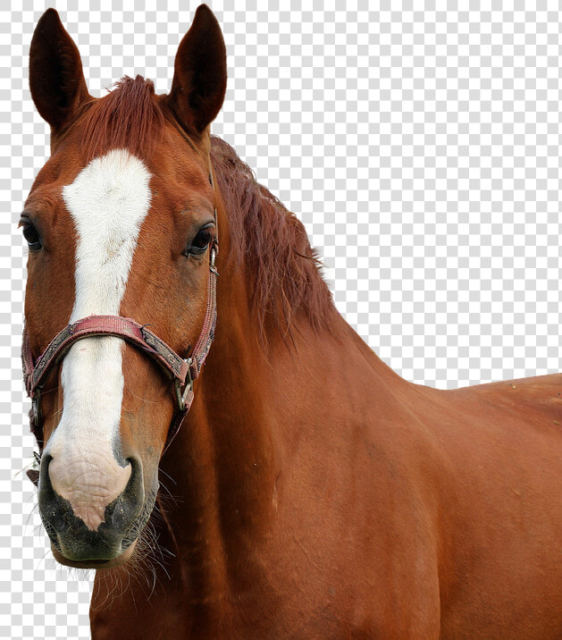 Horse  Horse Head  Isolated  Nature  Animal  Coupling   Transparent Horse Head  HD Png DownloadTransparent PNG