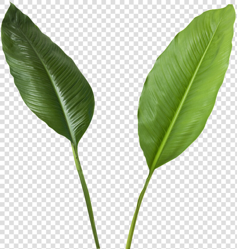 Green Leaves Transparent   Banana Leaves High Resolution  HD Png DownloadTransparent PNG