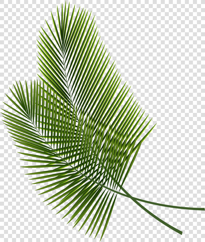 Collection Of Free Branches Drawing Palm Tree Download   Palm Fronds Transparent Background  HD Png DownloadTransparent PNG