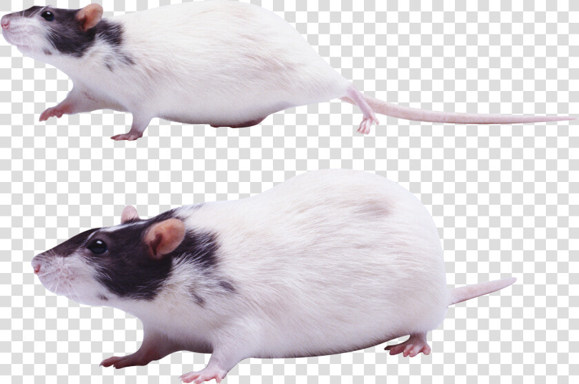 Mouse Png Images   Крыса Пнг  Transparent PngTransparent PNG