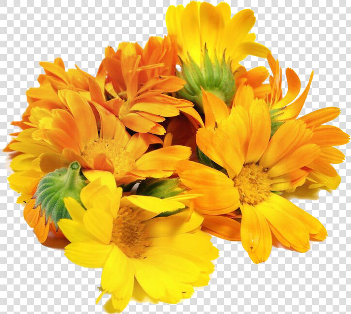 Mexican Marigold Floral Design Flower Calendula Officinalis   Transparent Background Bunch Flowers Png  Png DownloadTransparent PNG