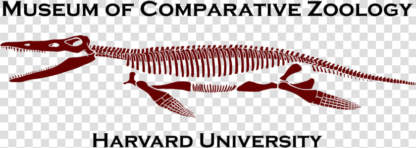 Museum Of Comparative Zoology Logo  HD Png DownloadTransparent PNG