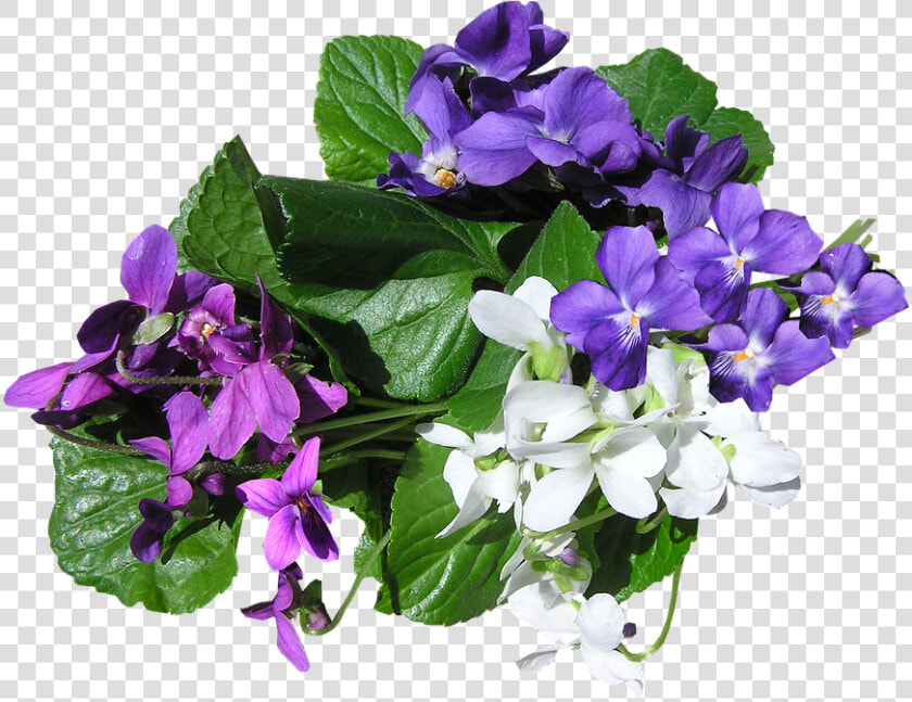 Violets Transparent  HD Png DownloadTransparent PNG