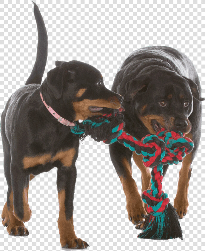 Dobermann  HD Png DownloadTransparent PNG