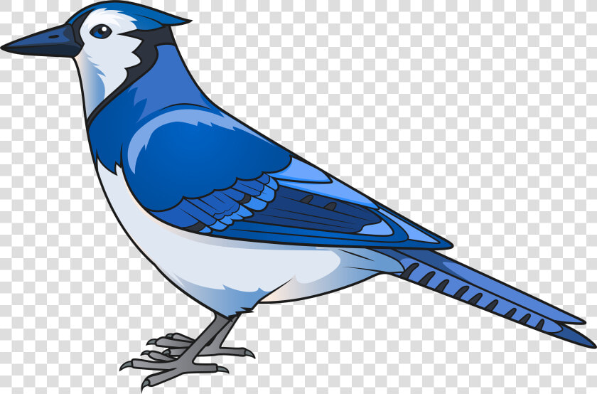 Bird Png Clip   Clipart Blue Jay Png  Transparent PngTransparent PNG