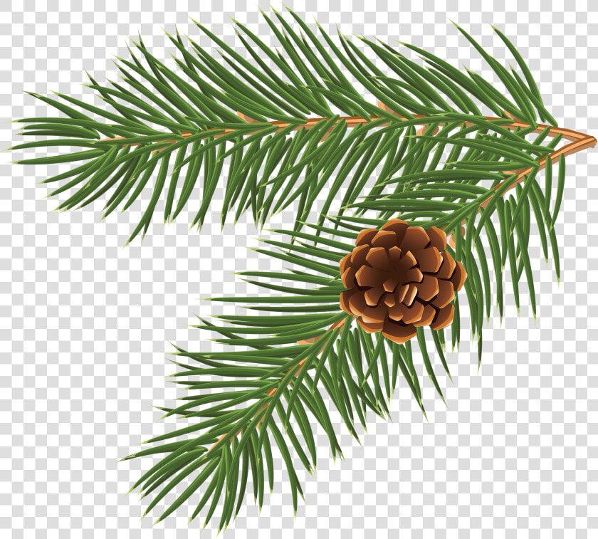 Holiday Clipart Pinecone   Christmas Vector Png Free  Transparent PngTransparent PNG