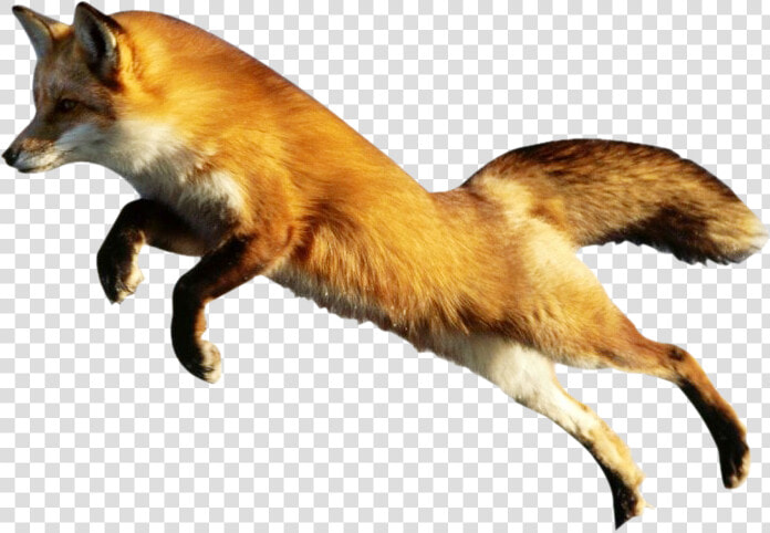 Fox Png Image Fox Png   Zorro Png  Transparent PngTransparent PNG