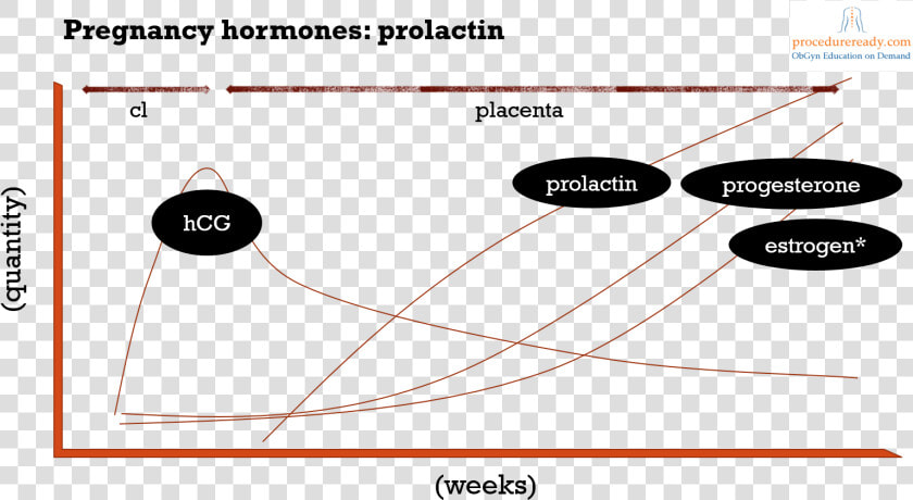 Pregnancy Hormones  amp  Prolactin Regulation Diagram   Hormones During Pregnancy Prolactin  HD Png DownloadTransparent PNG