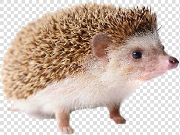 Hedgehog Free Png Image   Hedgehog Png  Transparent PngTransparent PNG